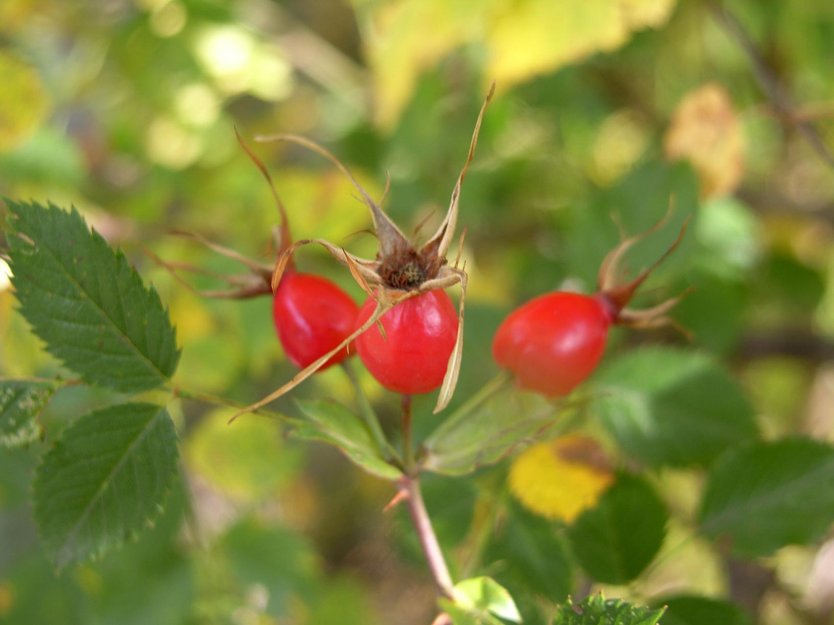 Sorbus chamaemespilus